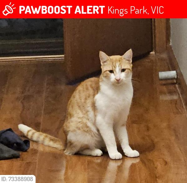 Lost Female Cat last seen Kings Park 3021, Kings Park, VIC 3021