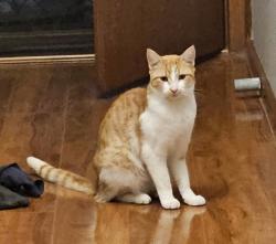 Lost Female Cat last seen Kings Park 3021, Kings Park, VIC 3021