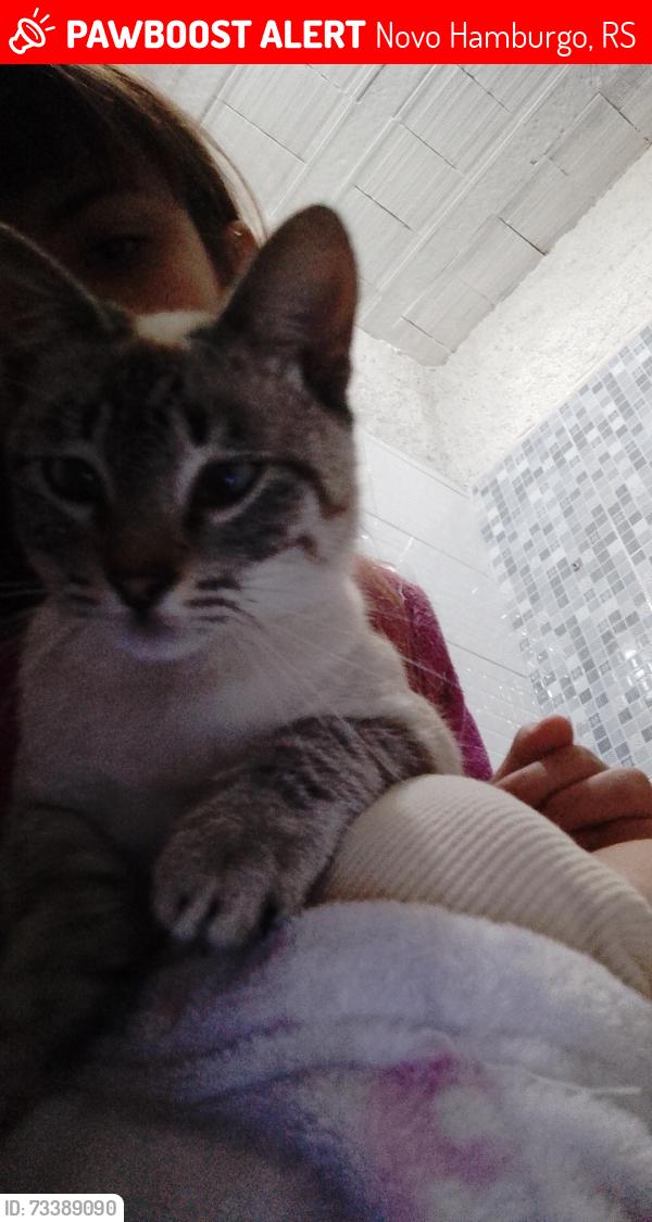 Lost Female Cat last seen Rua Valesca Belatriz , santo Afonso, Novo Hamburgo, RS 