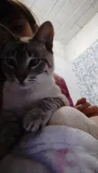 Lost Female Cat last seen Rua Valesca Belatriz , santo Afonso, Novo Hamburgo, RS 
