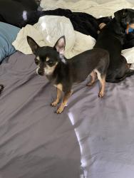 Lost Male Dog last seen Near W 9470 S South Jordan, UT 84009 United States, South Jordan, UT 84009