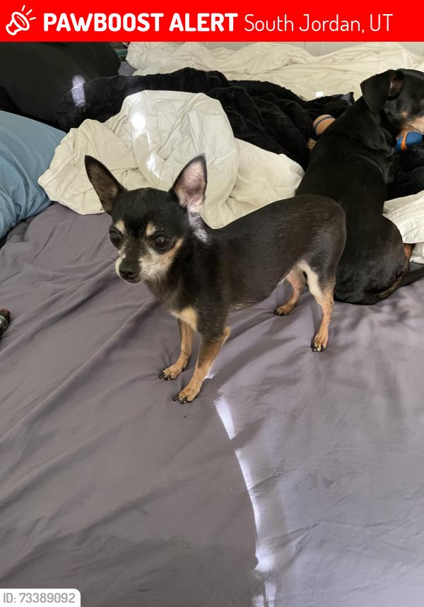 Lost Male Dog last seen Near W 9470 S South Jordan, UT 84009 United States, South Jordan, UT 84009