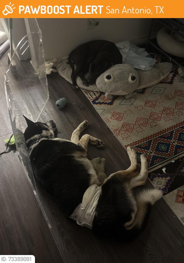 Found/Stray Male Dog last seen Crunch fitness, San Antonio, TX 78217