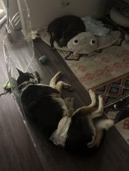 Found/Stray Male Dog last seen Crunch fitness, San Antonio, TX 78217