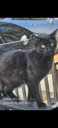 Lost Male Cat last seen Buchanan Hwy scoggins rd Marshall Fuller, Dallas, GA 30157