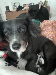Lost Female Dog last seen Opportunity and Harris Hill, San Marcos, TX 78666