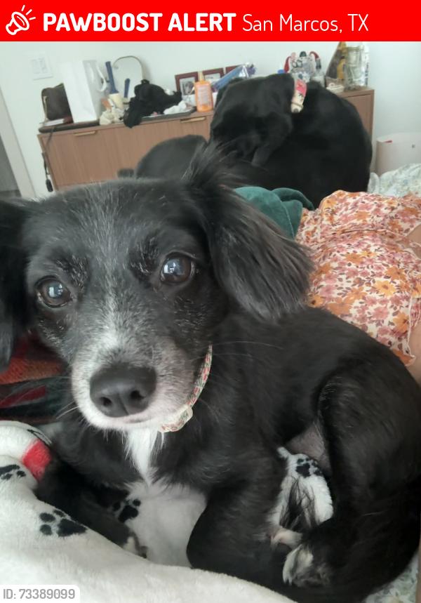 Lost Female Dog last seen Opportunity and Harris Hill, San Marcos, TX 78666