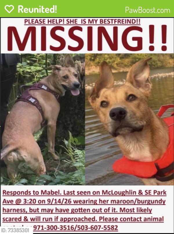 Reunited Female Dog last seen Oatfield and lake road near Milwaukie, Milwaukie, OR 97222