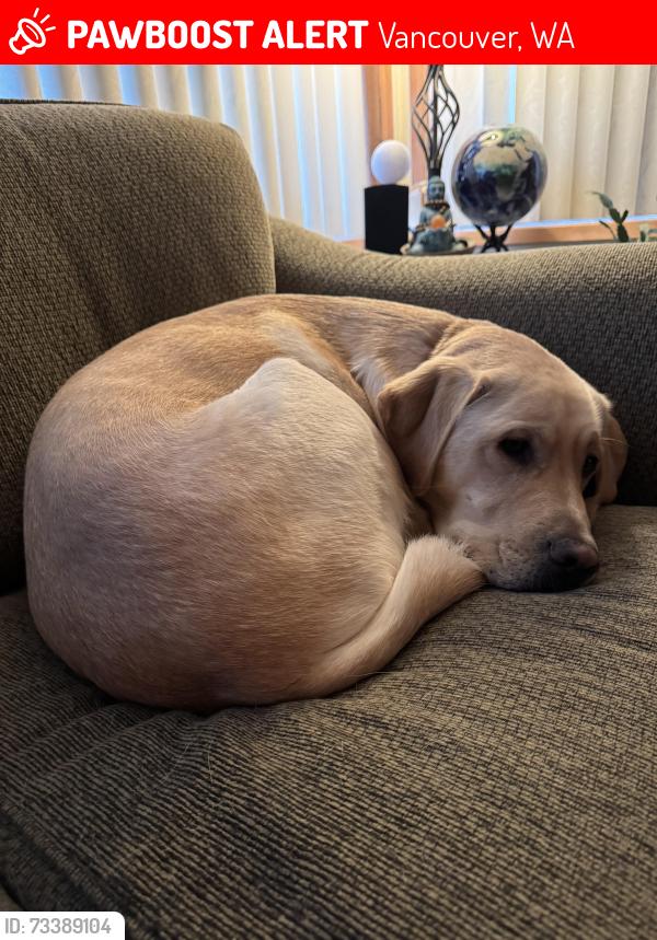 Lost Male Dog last seen Ellsworth road, Vancouver, WA 98664
