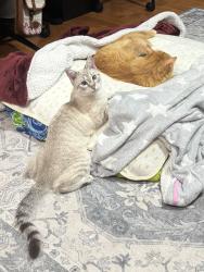 Lost Female Cat last seen W37th and Polar St, either by the bus stop, or by where the sand/beach meets Seagate, Brooklyn, NY 11224
