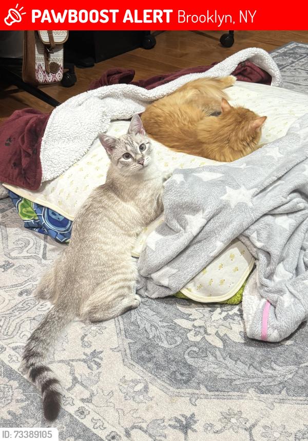 Lost Female Cat last seen W37th and Polar St, either by the bus stop, or by where the sand/beach meets Seagate, Brooklyn, NY 11224