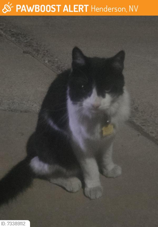 Found/Stray Unknown Cat last seen Horizon and college, Henderson, NV 89002