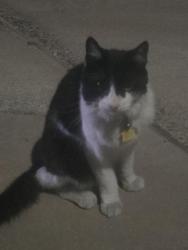 Found/Stray Unknown Cat last seen Horizon and college, Henderson, NV 89002