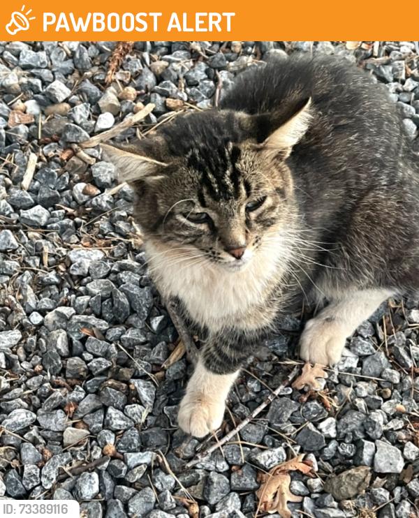 Found/Stray Unknown Cat last seen Park Hill Drive and Sly Park Road, El Dorado County, CA 95709