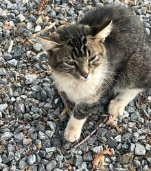 Found/Stray Unknown Cat last seen Park Hill Drive and Sly Park Road, El Dorado County, CA 95709
