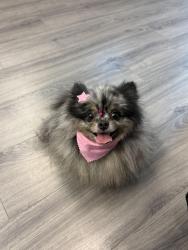 Lost Female Dog last seen Near hackberry drive/ near the neighborhood, Las Vegas, NV 89123