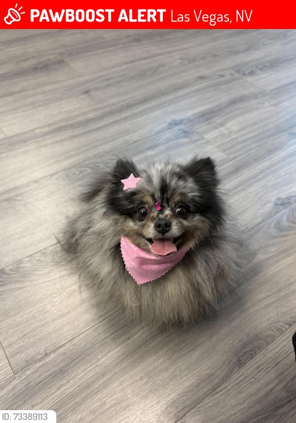 Lost Female Dog last seen Near hackberry drive/ near the neighborhood, Las Vegas, NV 89123