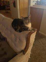Reunited Female Cat last seen Ran away at the corner of P and 25th Street in Sacramento, Sacramento, CA 95816