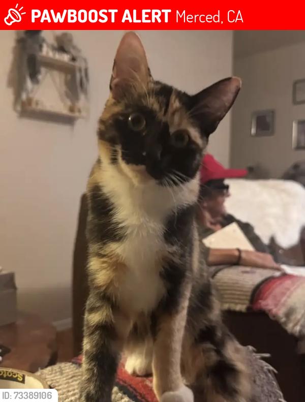Lost Female Cat last seen Olive, Merced, CA 95340