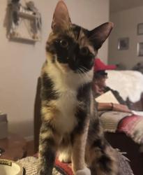 Lost Female Cat last seen Olive, Merced, CA 95340