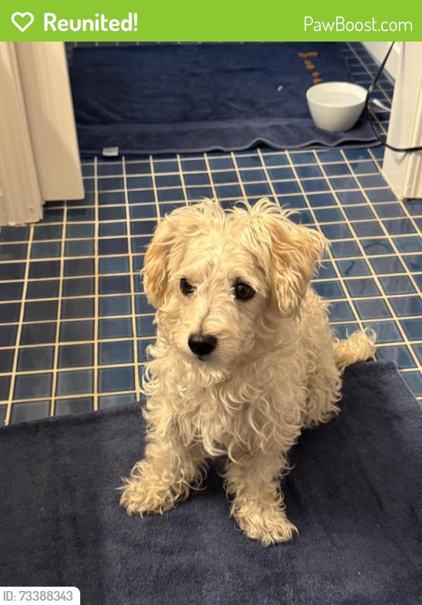 Reunited Male Dog last seen East Mountain View Drive and Copley in Normal Heights (North of Adams), San Diego, CA 92116