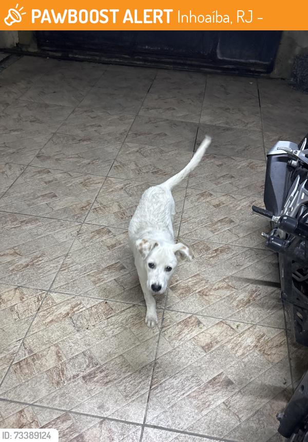 Found/Stray Male Dog last seen Rua das esmeraldas em frente a igreja, Inhoaíba, RJ 23064-040