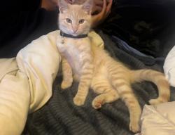 Lost Male Cat last seen pismo beach premium outlets, Pismo Beach, CA 93449
