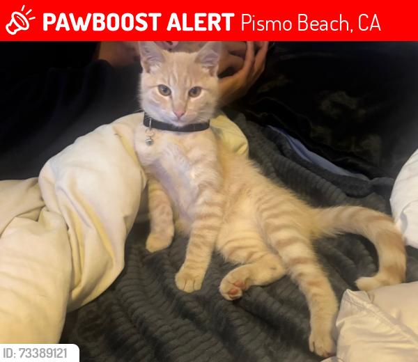 Lost Male Cat last seen pismo beach premium outlets, Pismo Beach, CA 93449
