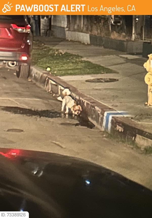Found/Stray Unknown Dog last seen Near Leos Tacos, Los Angeles, CA 90019