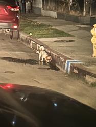 Found/Stray Unknown Dog last seen Near Leos Tacos, Los Angeles, CA 90019