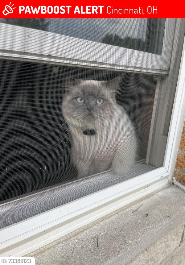 Lost Male Cat last seen his apple air tag said he was last seen at 6181 thole road, Cincinnati, OH 45230