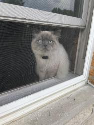 Lost Male Cat last seen his apple air tag said he was last seen at 6181 thole road, Cincinnati, OH 45230