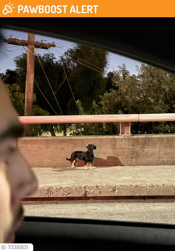 Found/Stray Unknown Dog last seen I street bridge, West Sacramento, CA 95814