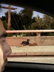 Found/Stray Unknown Dog last seen I street bridge, West Sacramento, CA 95814