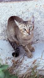 Found/Stray Unknown Cat last seen Los Feliz/Hollywood near Sunset Dr & N Hoover St, Los Angeles, CA 90027