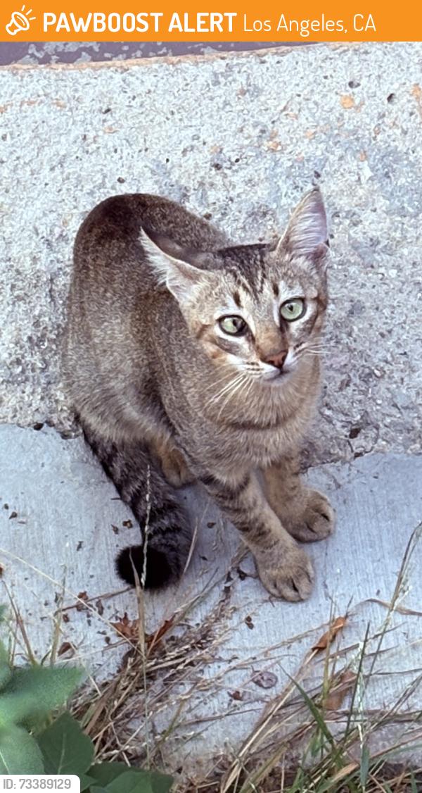 Found/Stray Unknown Cat last seen Los Feliz/Hollywood near Sunset Dr & N Hoover St, Los Angeles, CA 90027
