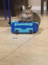 Lost Male Cat last seen Near reeves parkway, San Jacinto, CA 92582