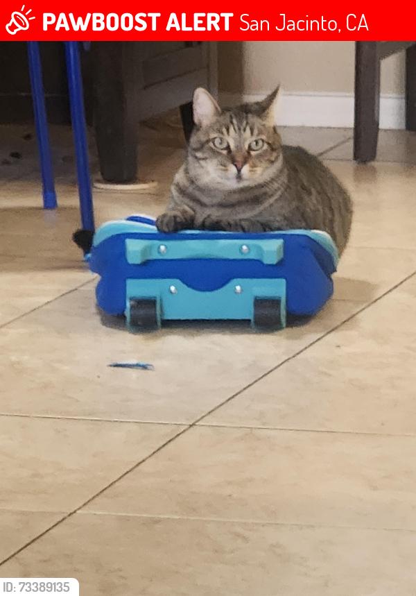 Lost Male Cat last seen Near reeves parkway, San Jacinto, CA 92582