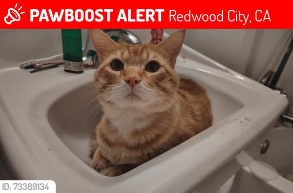 Lost Male Cat last seen Hoover Ave and Rolinson Ave, Redwood City, CA 94063