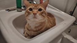 Lost Male Cat last seen Hoover Ave and Rolinson Ave, Redwood City, CA 94063