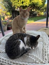Lost Male Cat last seen Castle st and sheer wood, Cambria, CA 93428