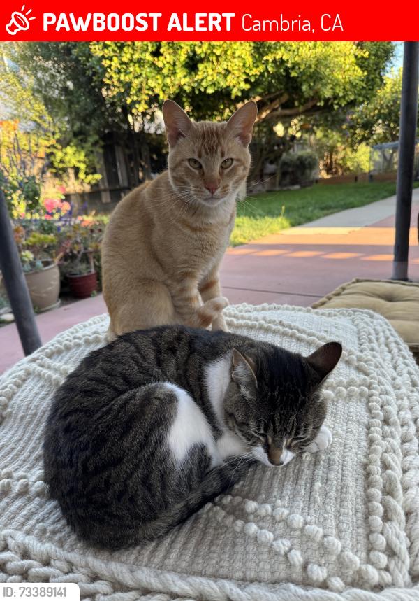 Lost Male Cat last seen Castle st and sheer wood, Cambria, CA 93428