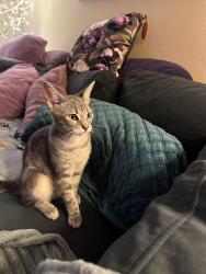 Found/Stray Male Cat last seen Montgomery village capehart dr, Montgomery Village, MD 20886