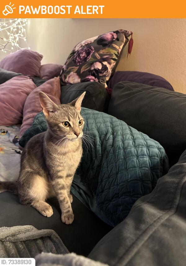 Found/Stray Male Cat last seen Montgomery village capehart dr, Montgomery Village, MD 20886