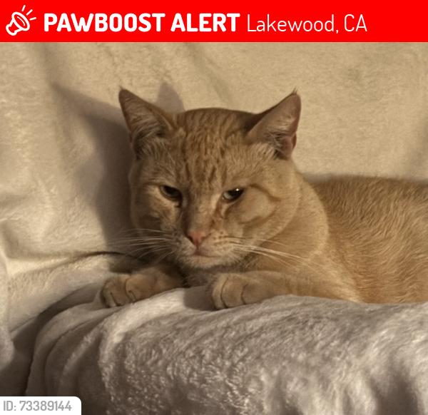 Lost Male Cat last seen Bloomfield Avenue East Lakewood, Lakewood, CA 90715
