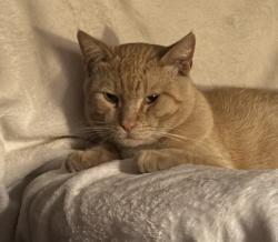Lost Male Cat last seen Bloomfield Avenue East Lakewood, Lakewood, CA 90715
