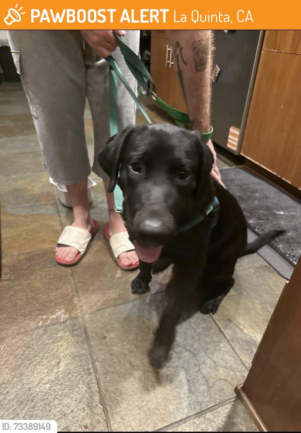 Found/Stray Male Dog last seen Alvarado and Calle Nogales, La Quinta, CA 92253