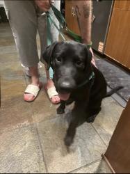 Found/Stray Male Dog last seen Alvarado and Calle Nogales, La Quinta, CA 92253