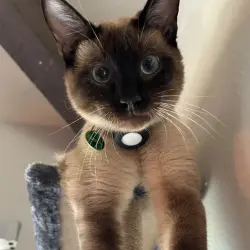 Reunited Male Cat last seen Pachappa Hill, Gibraltar Drive, Riverside, CA 92506