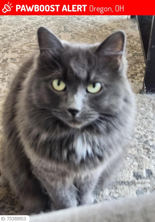 Lost Female Cat last seen Navarre and Coy intersection, Oregon, OH 43616